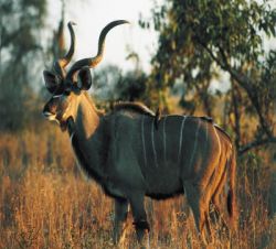 Golf Safari - Golf und Safari S�dafrika